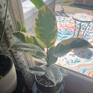 Variegated Rubber Tree plant in Bay Shore, New York