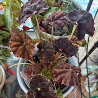 Begonia Tiger Paws plant in Bay Shore, New York