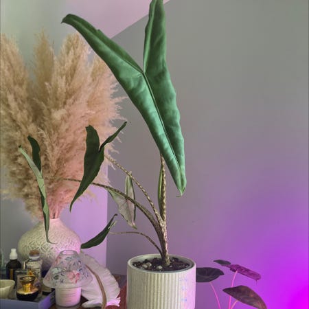 Photo of the plant species Alocasia tigrina by @Rockrlee named Alo Rina on Greg, the plant care app