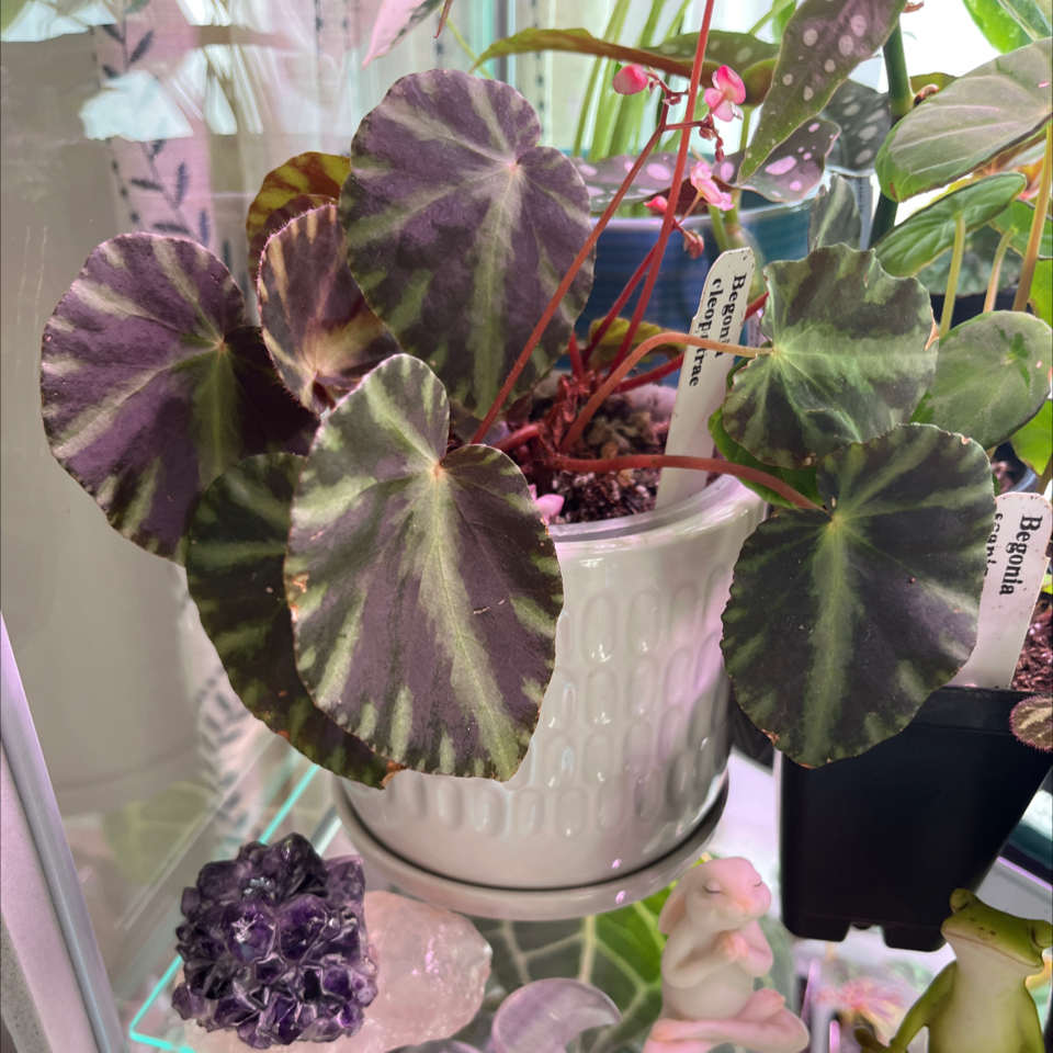 Photo of the plant species Maple leaf begonia by @Rockrlee named B.Cleo on Greg, the plant care app