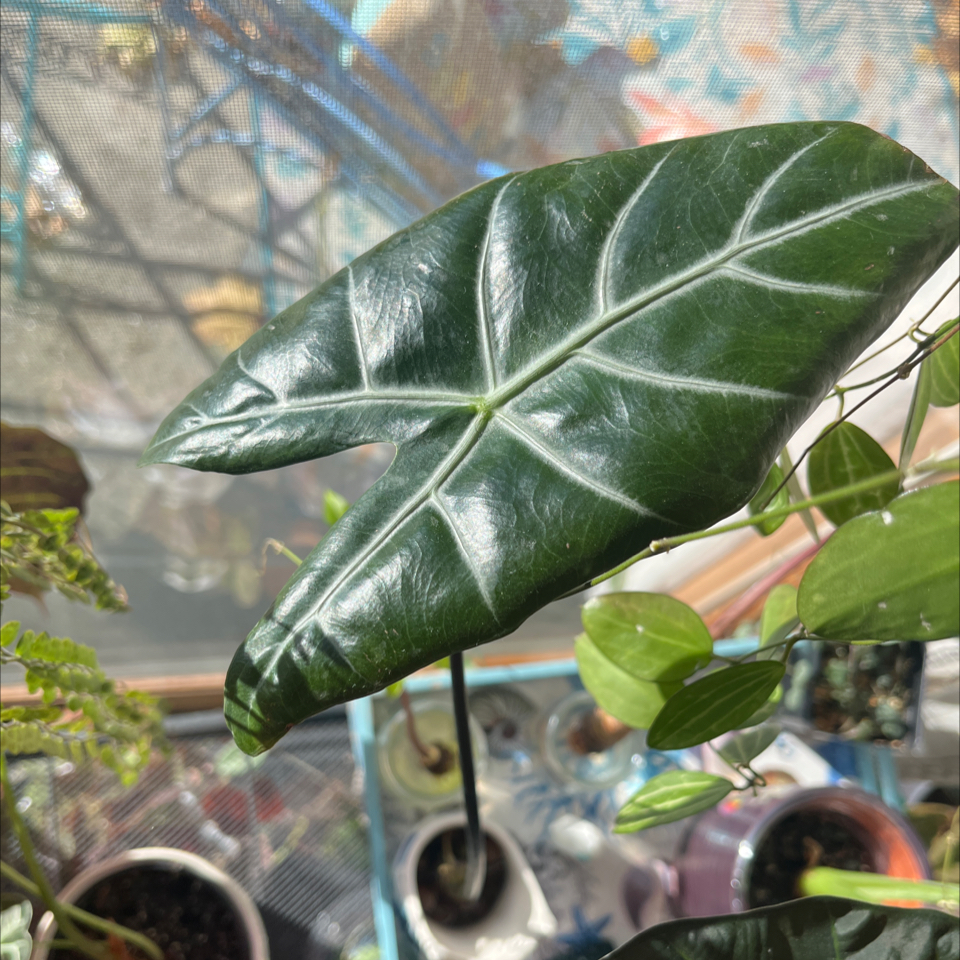 Photo of the plant species Alocasia 'Ebony' by @Rockrlee named Alo Nero on Greg, the plant care app