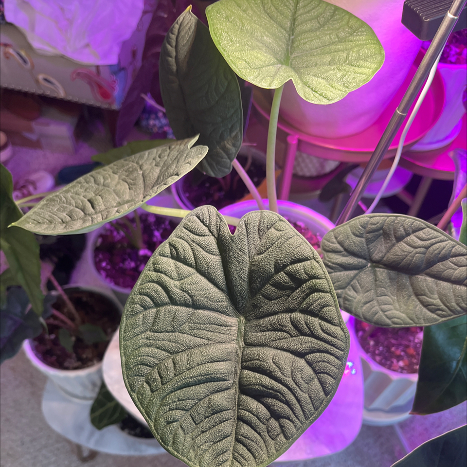 Alocasia 'Rugosa' plant with textured dark green leaves, well-framed and in focus.
