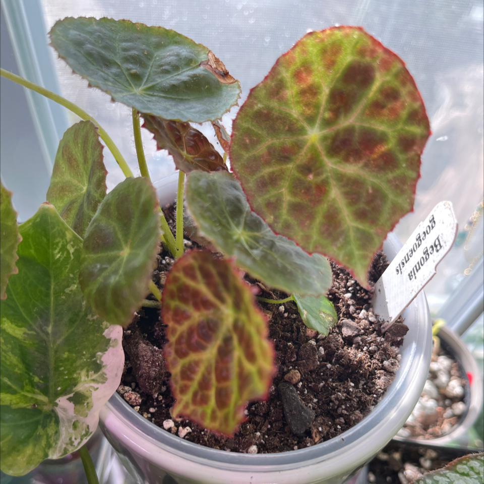 Photo of the plant species Begonia by @Rockrlee named B.Geo on Greg, the plant care app