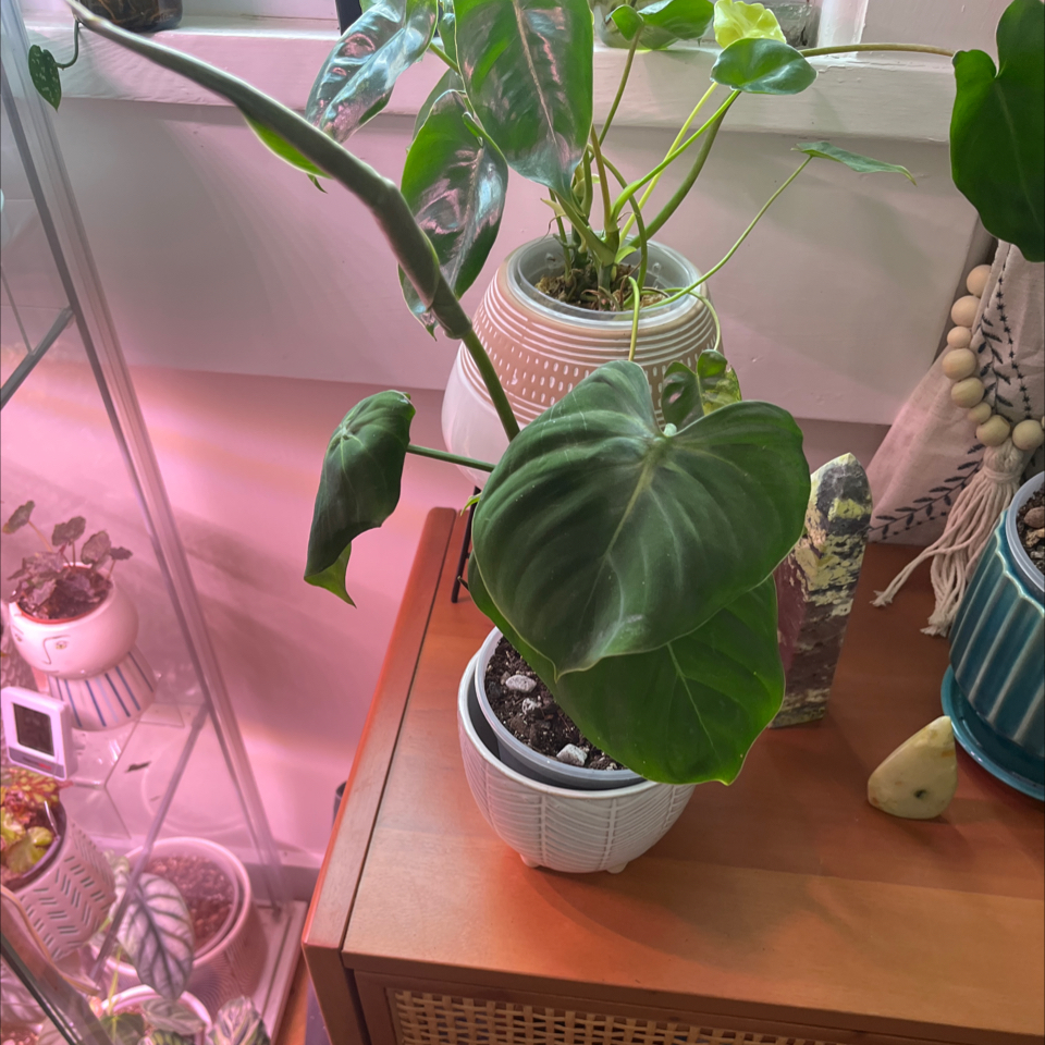 Philodendron 'Glorius' plant in a white pot on a wooden surface, appears healthy with large green leaves.