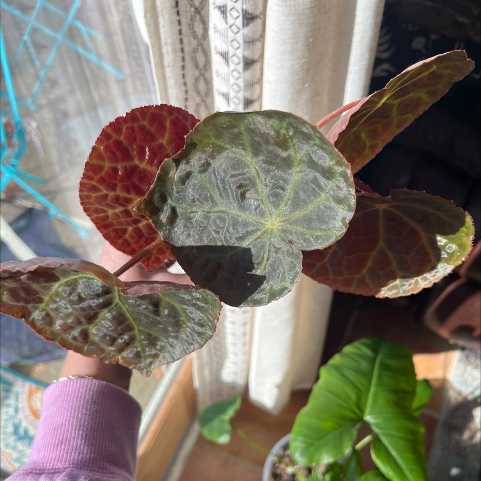 Photo of the plant species Begonia rajah by @Rockrlee named B.Mumtaz on Greg, the plant care app
