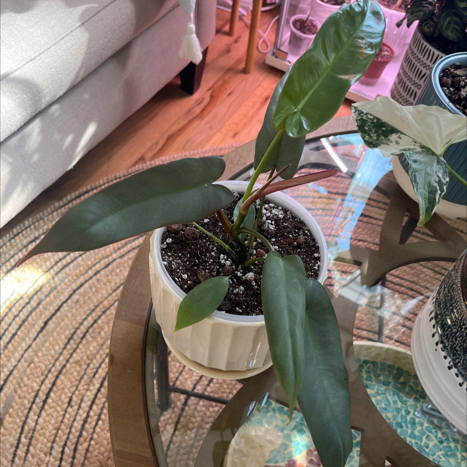 Philodendron atabapoense plant in a white pot on a glass table, appears healthy.