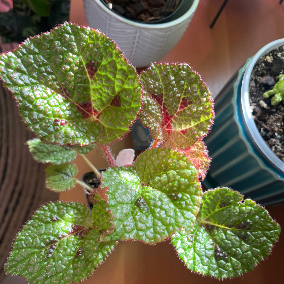 Healthy Iron Cross Begonia with vibrant green leaves and red markings.