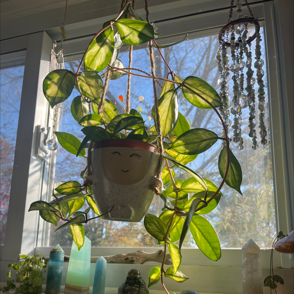 Photo of the plant species Rubra Hoya Carnosa by @Rockrlee named Hoya Ruby on Greg, the plant care app