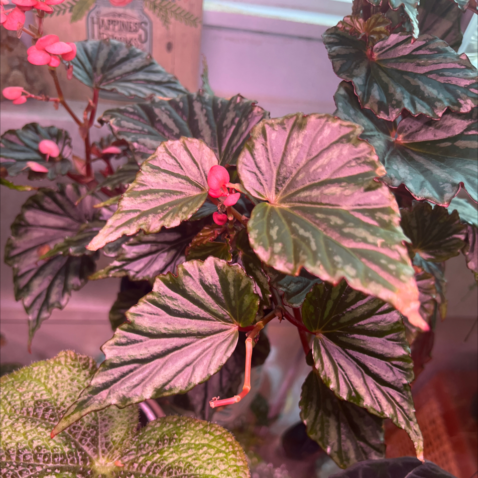 Photo of the plant species Irian Jaya by @Rockrlee named B.Jaya on Greg, the plant care app