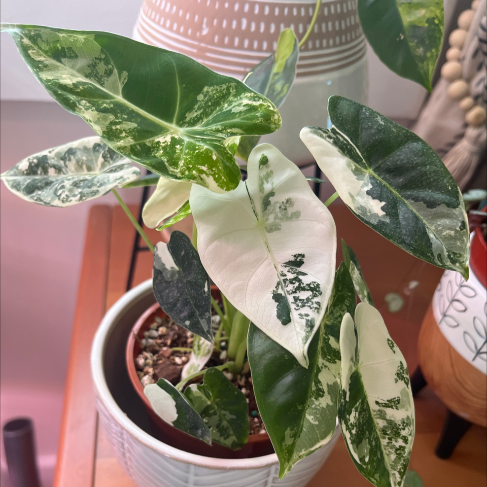 Variegated Alocasia frydek plant with distinct variegated leaves in a pot.