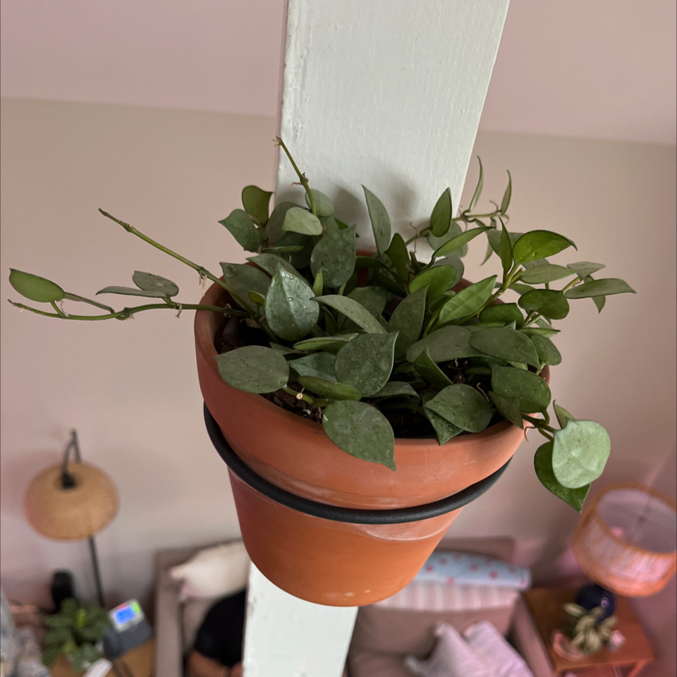 Potted Super Silver Hoyaa Krohniana plant with healthy green leaves.