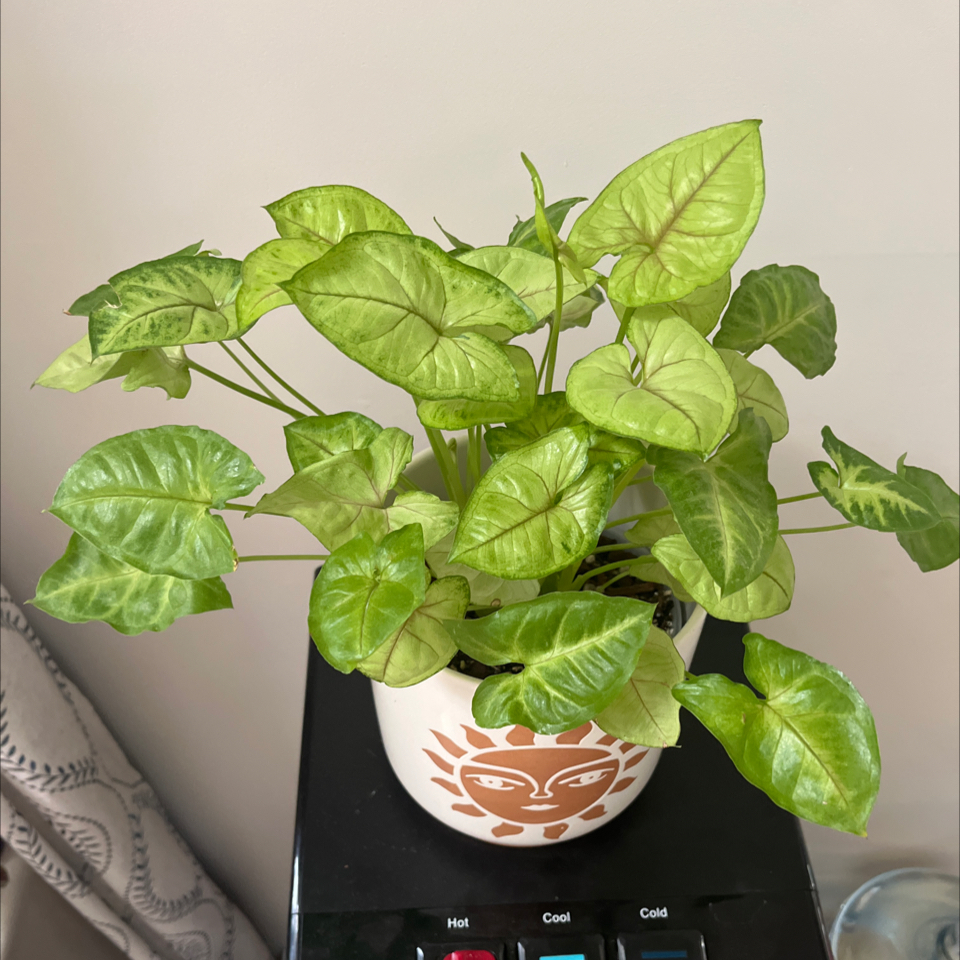 Syngonium 'Gold Allusion' plant in a decorative pot with vibrant green leaves.