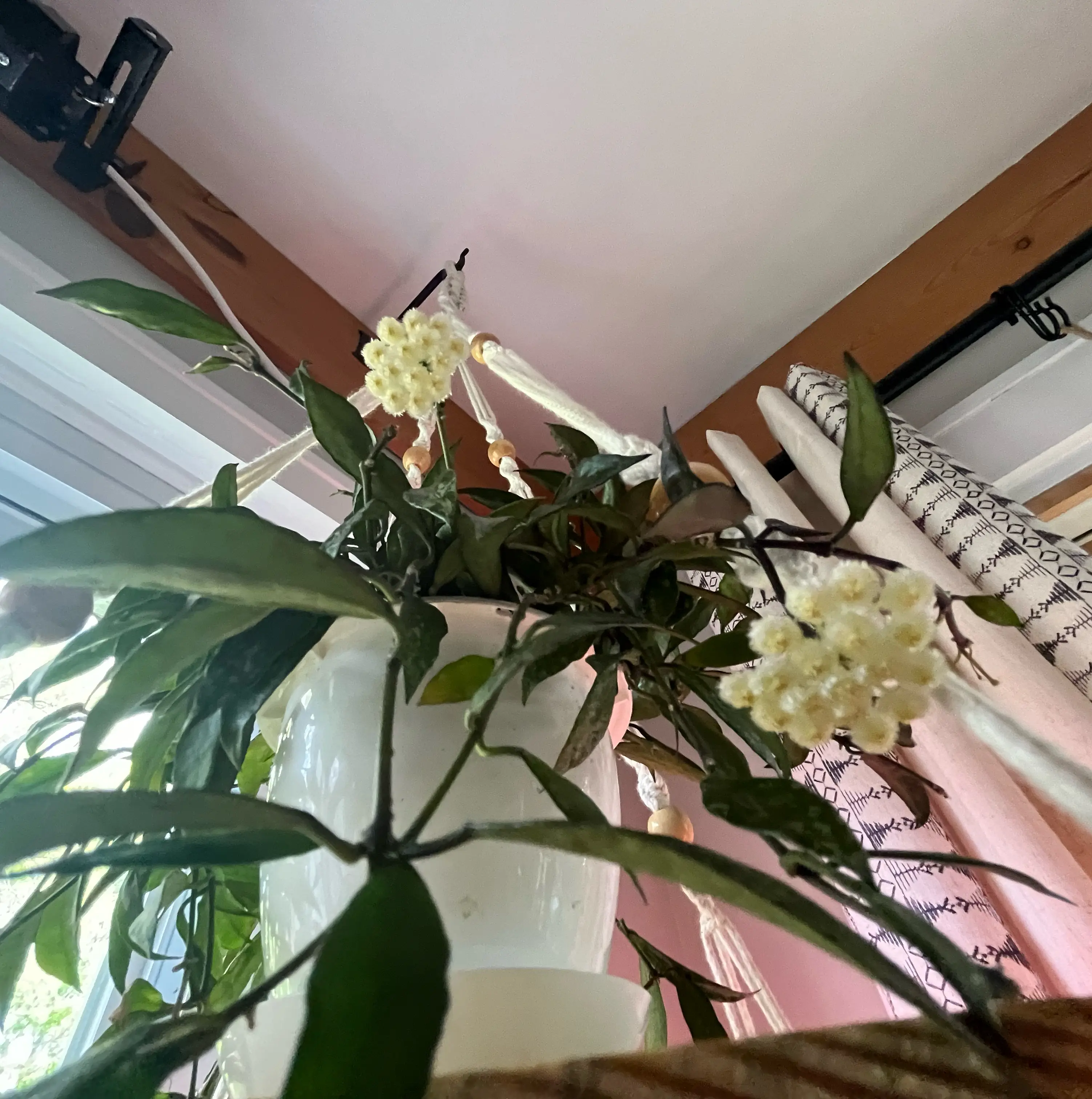 Photo of the plant species Royal Splash Hoya Lacunosa by @Rockrlee named Hoya 👑 Luca on Greg, the plant care app
