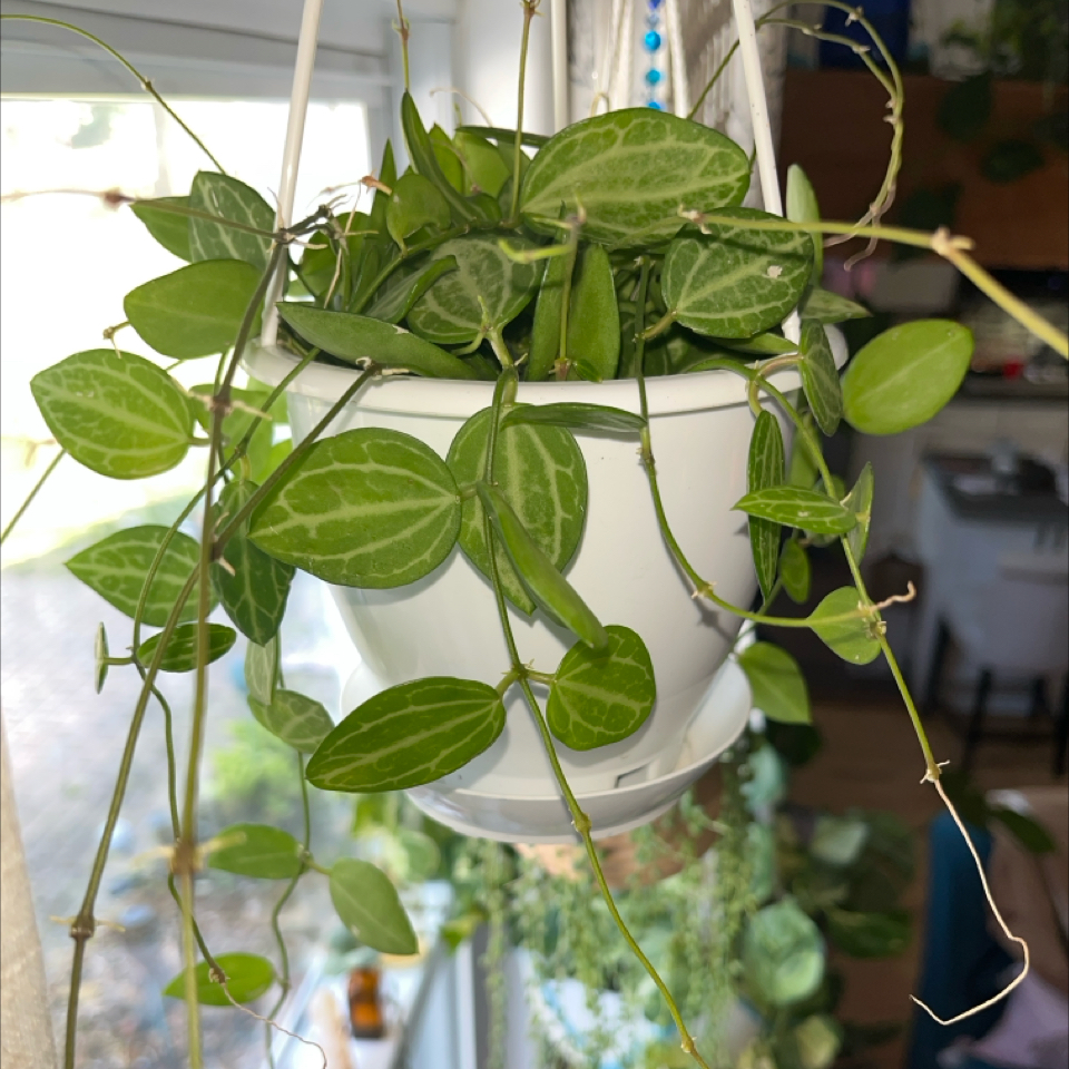 Watermelon Dischidia plant in a white hanging pot with green leaves and white veins.