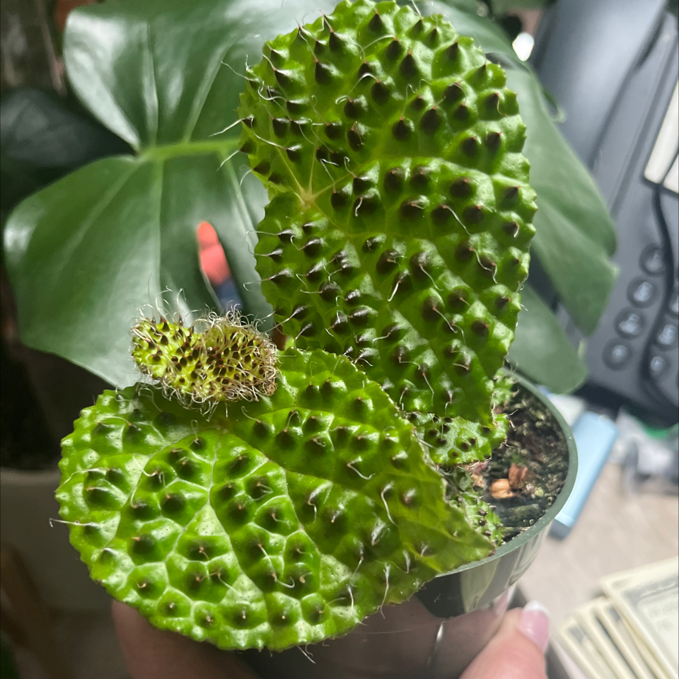 Photo of the plant species Begonia Melanobullata by @Rockrlee named B.Chips Ahoy 🍪 on Greg, the plant care app