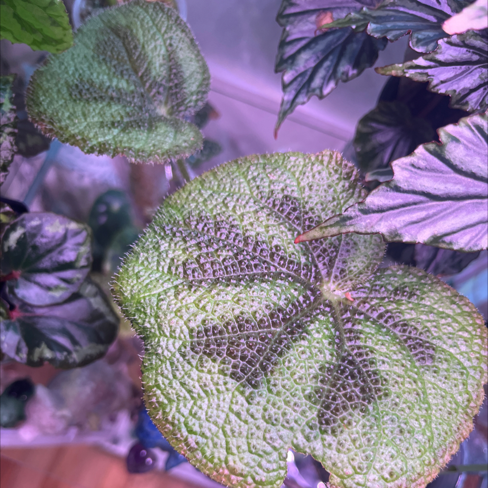 Photo of the plant species Begonia variegata (Grey Form) by @Rockrlee named B.Lavender on Greg, the plant care app