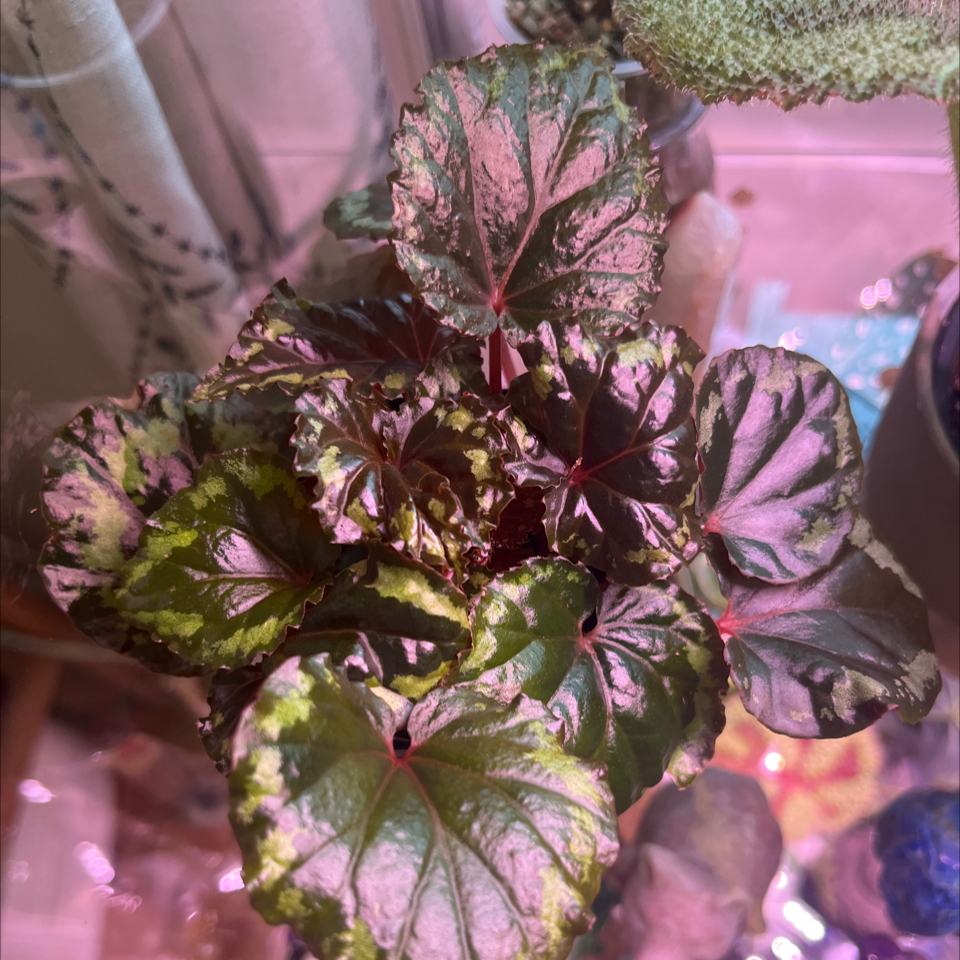 Photo of the plant species Begonia by @Rockrlee named B.Ignita on Greg, the plant care app