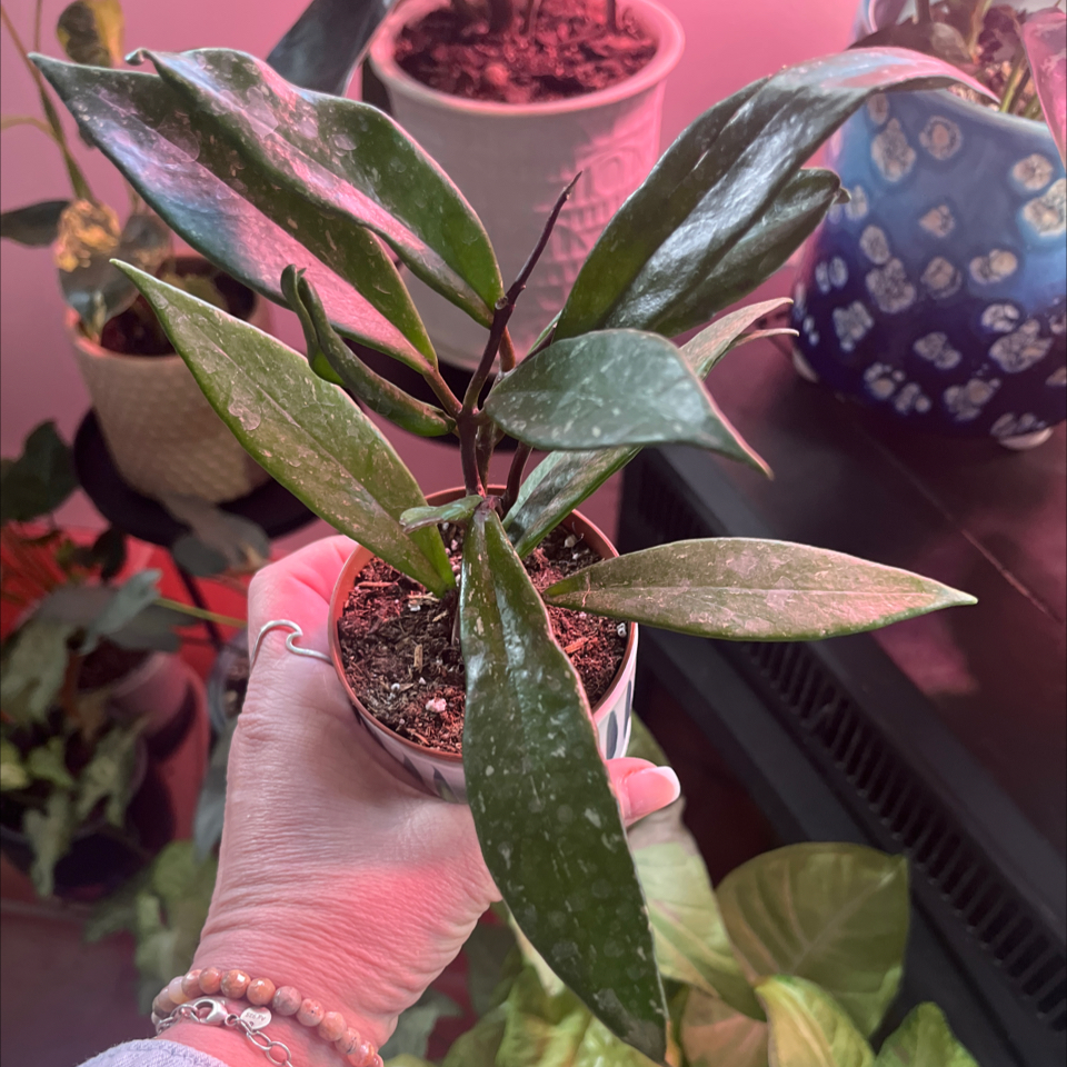 Hoya publicalyx 'Royal Hawaiian Purple' plant held by a hand, with visible soil and healthy green leaves.