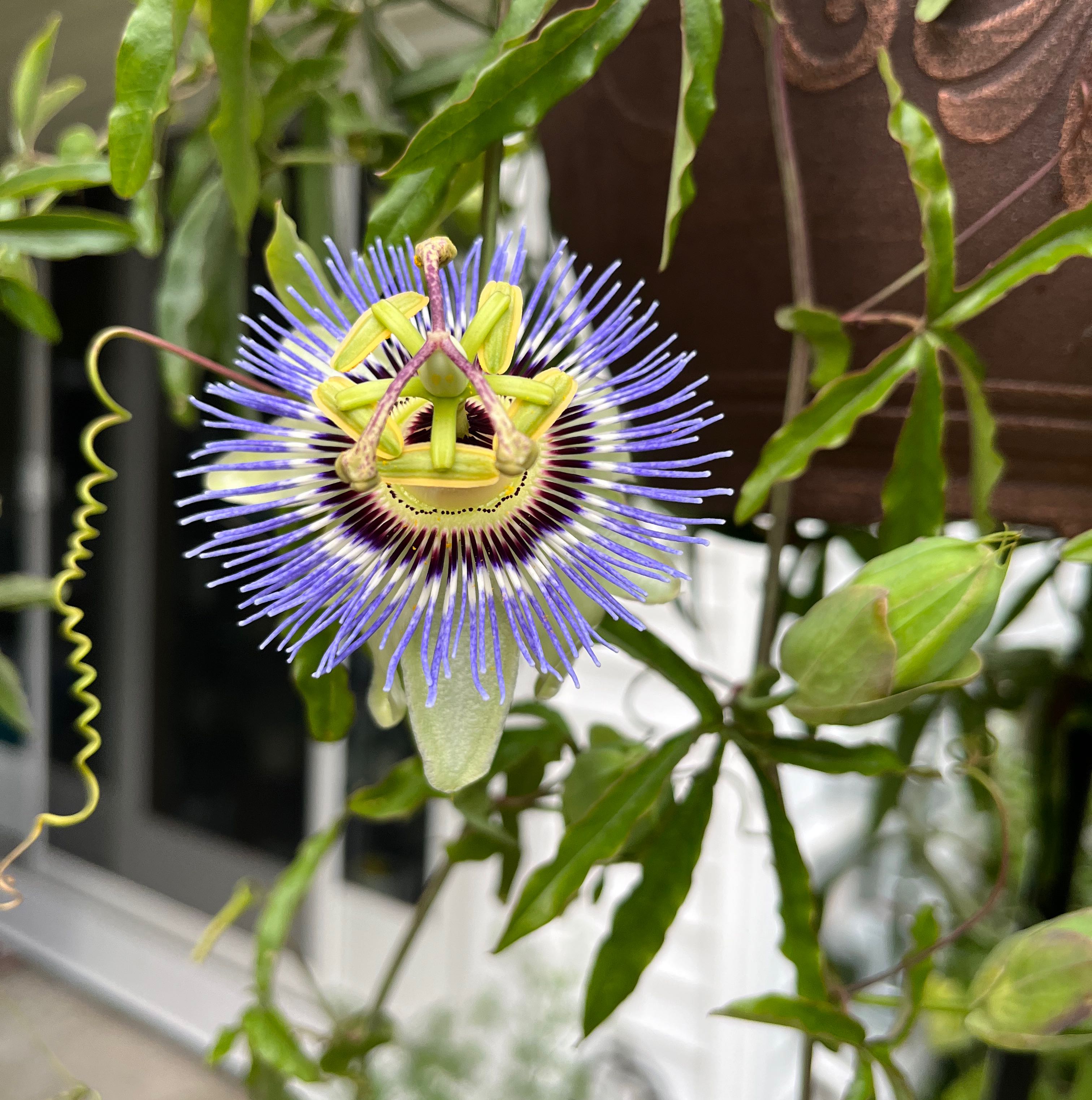 Bluecrown Passionflower with a prominent bloom, healthy leaves, and no visible soil.