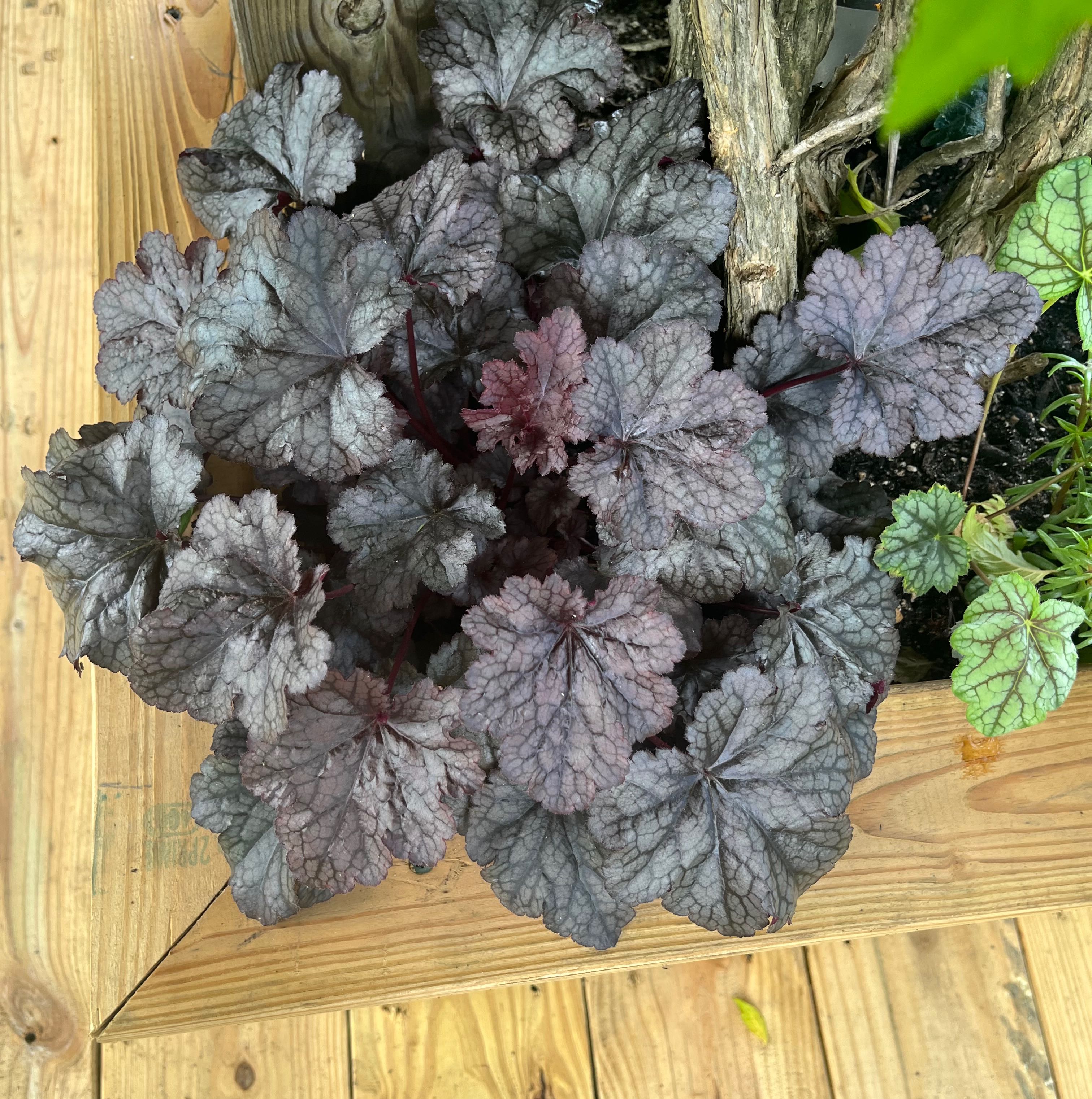 Healthy Coral Bells (Heuchera) plant with dark, veined leaves in a wooden planter.