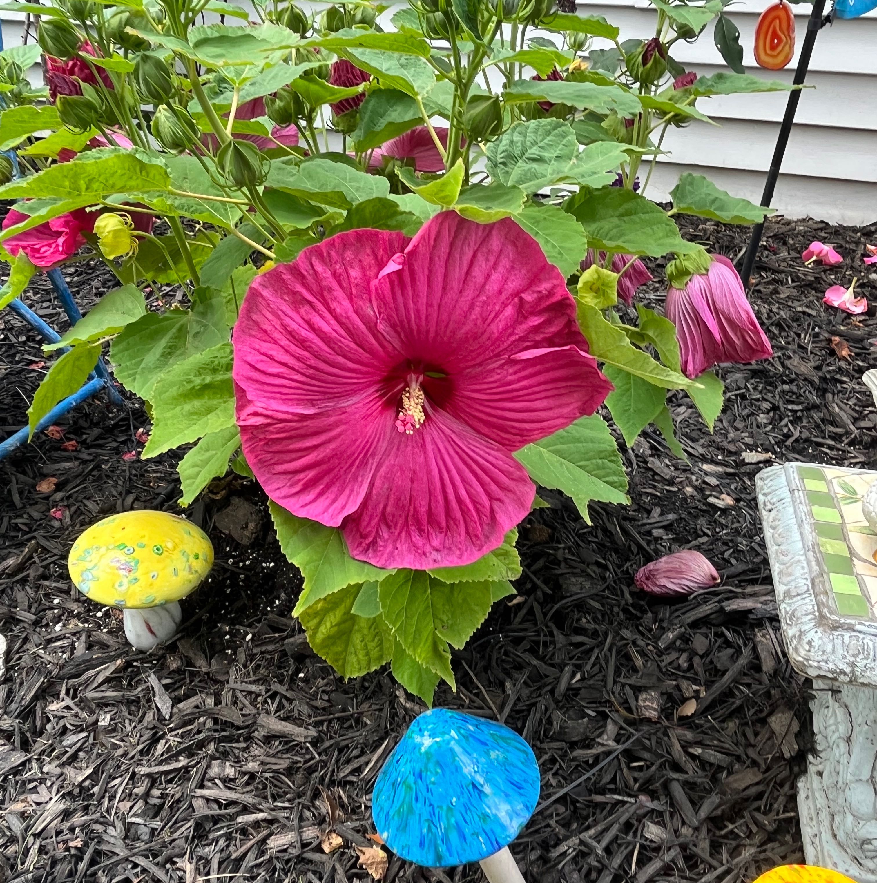 Crimsoneyed Rosemallow with a large pink flower, surrounded by decorative elements.