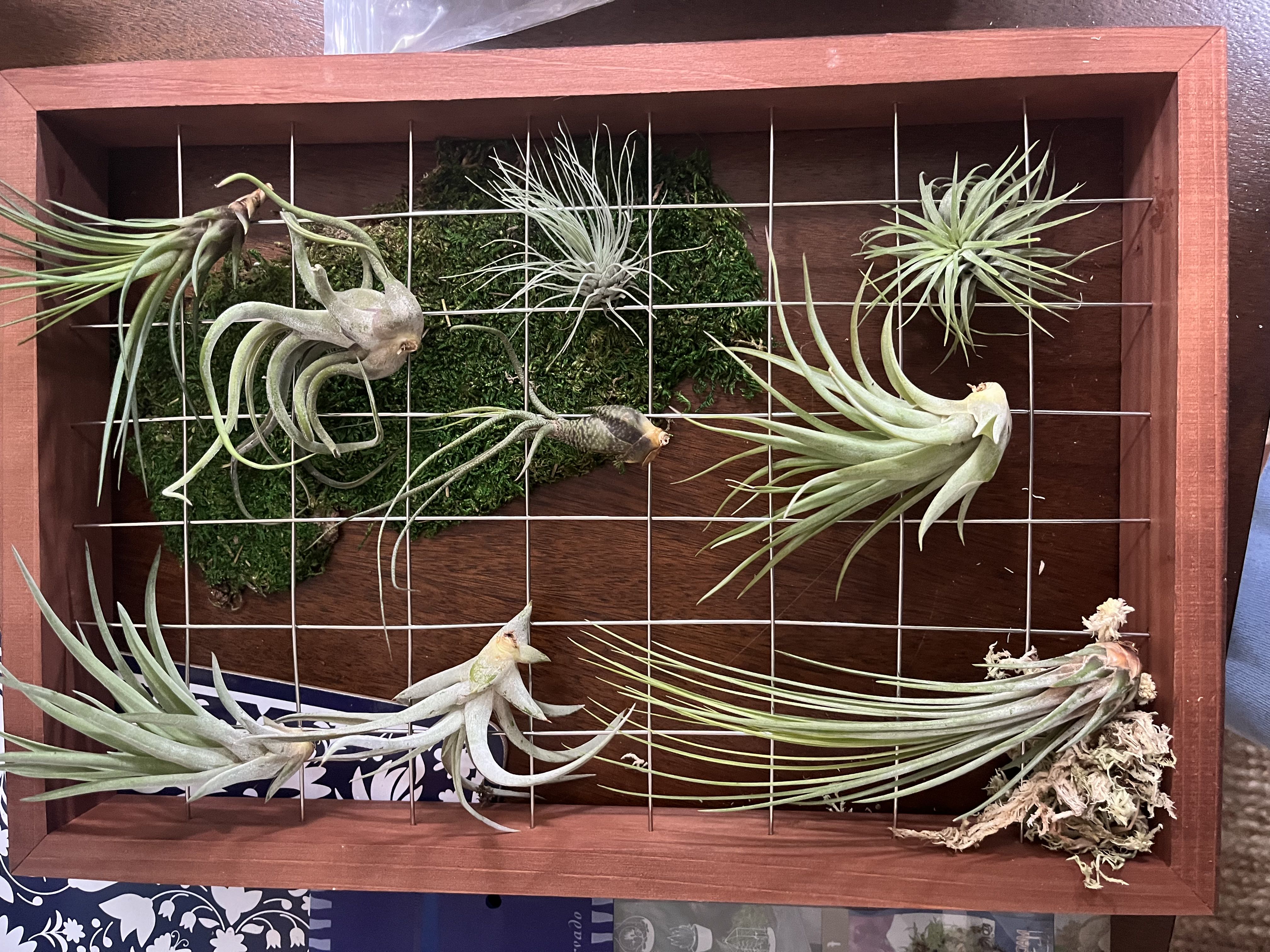 Best position for air plants on grid?