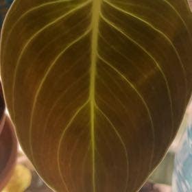 Black Gold Philodendron plant in Bay Shore, New York