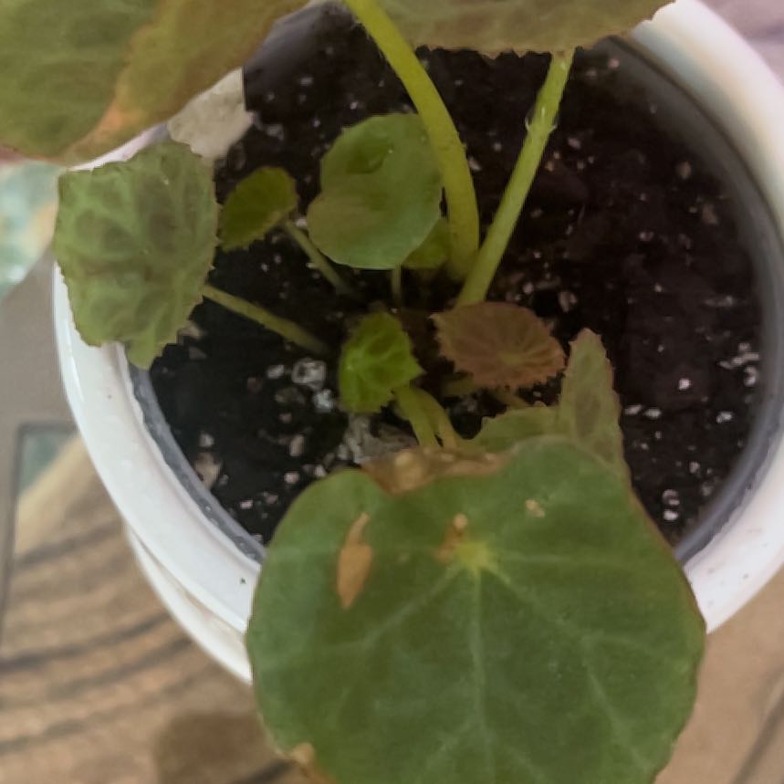 Plant care for Begonia lubbersii on Greg, the plant care app