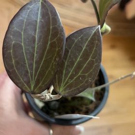 Photo of the plant species Wax Plant by @Rockrlee named Hoya Nichole on Greg, the plant care app