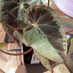 Photo of the plant species Burkill's Begonia by @Rockrlee named B.Sparky on Greg, the plant care app