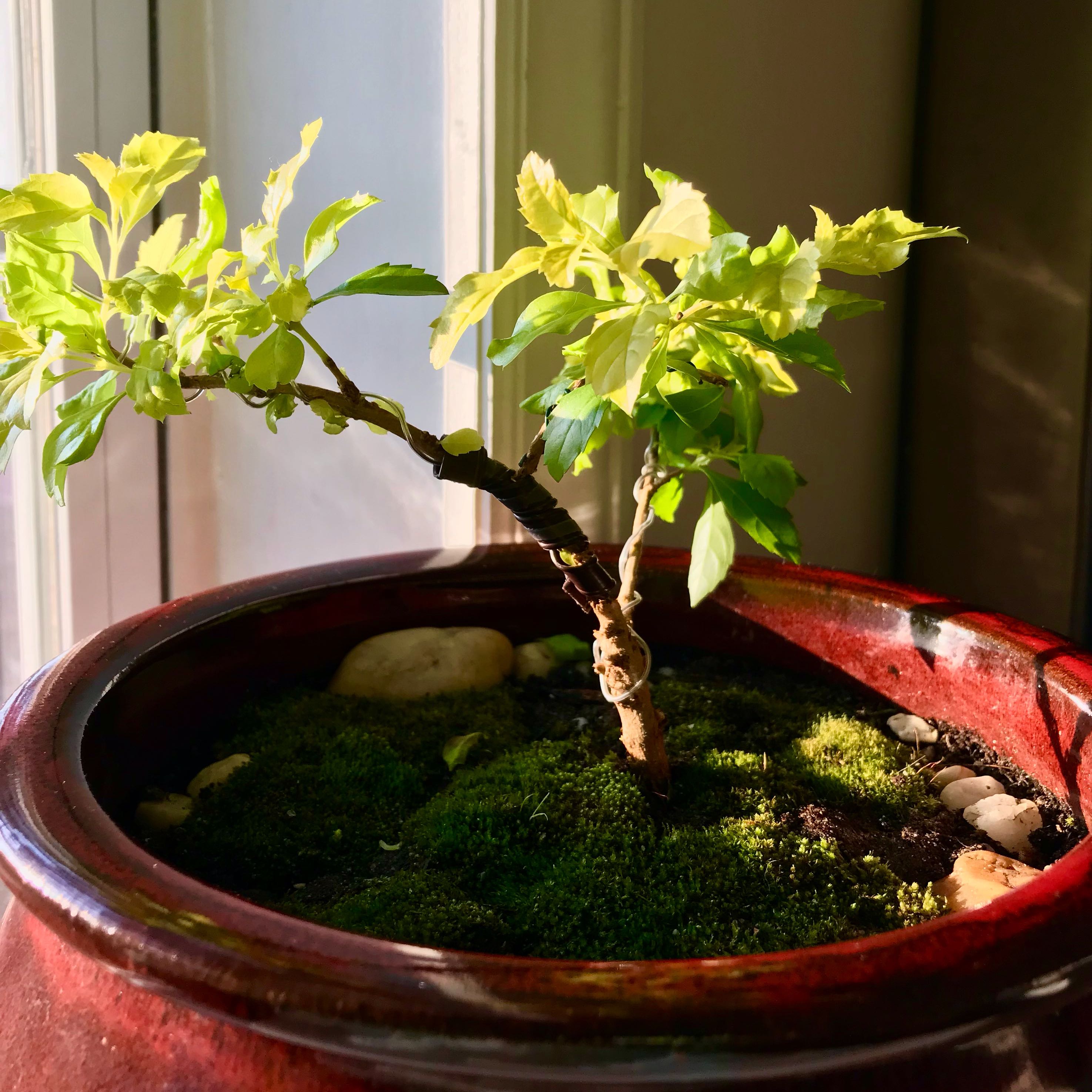 Potted Golden Dewdrop plant near a window with green leaves and moss-covered soil.