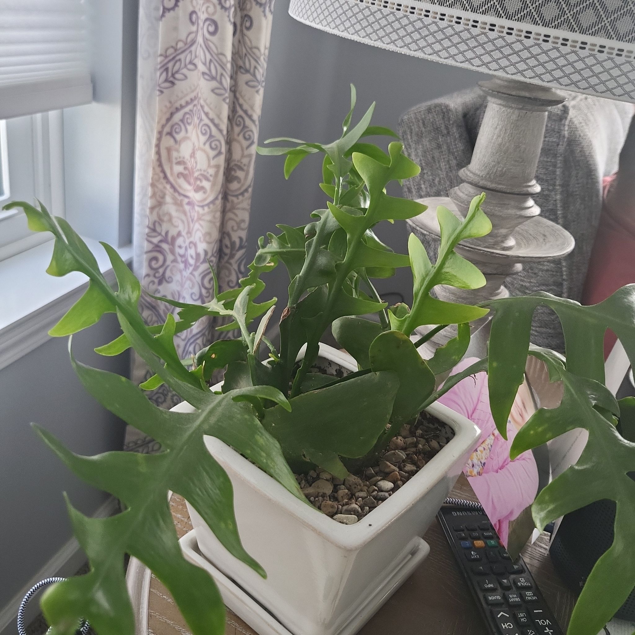 Photo of the plant species crassula shark tooth by @Plantsnob named Brucey on Greg, the plant care app