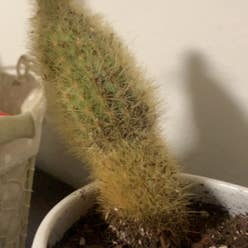 Lady Finger Cactus plant