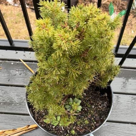 Photo of the plant species Douglas Fir by Drbmore named Doug on Greg, the plant care app