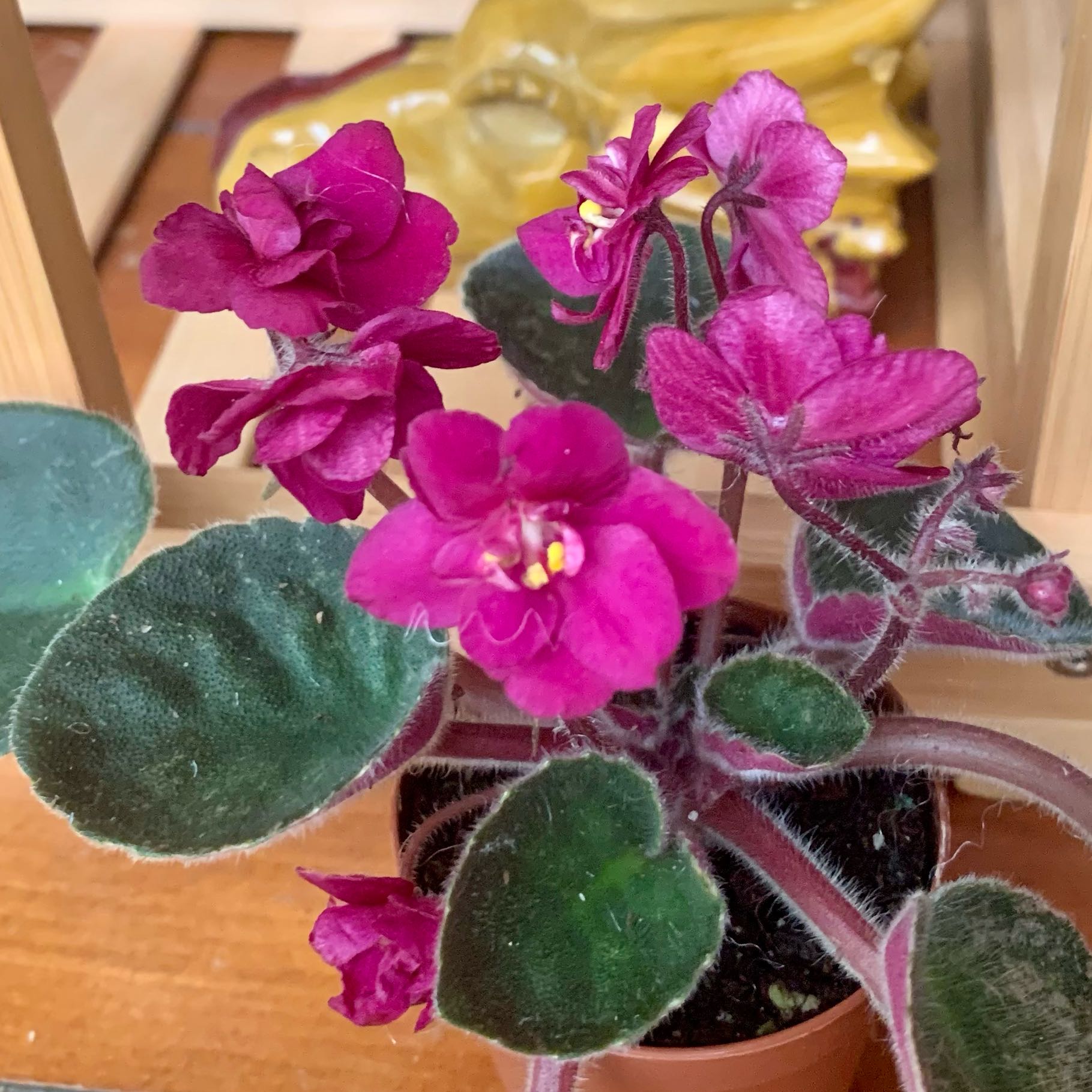Photo of the plant species African Violet by @alexamichelle named Sappho on Greg, the plant care app