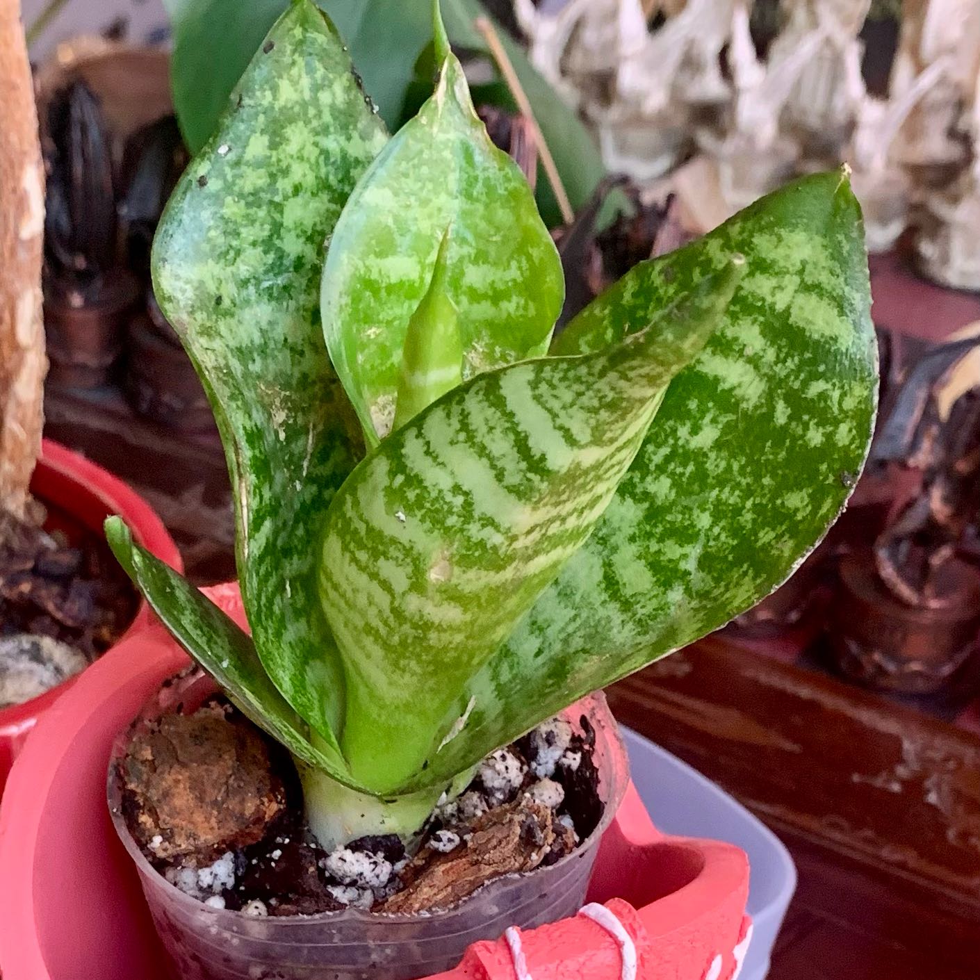 Photo of the plant species Snake Plant 'Hahnii Jade' by @alexamichelle named Starbelle on Greg, the plant care app