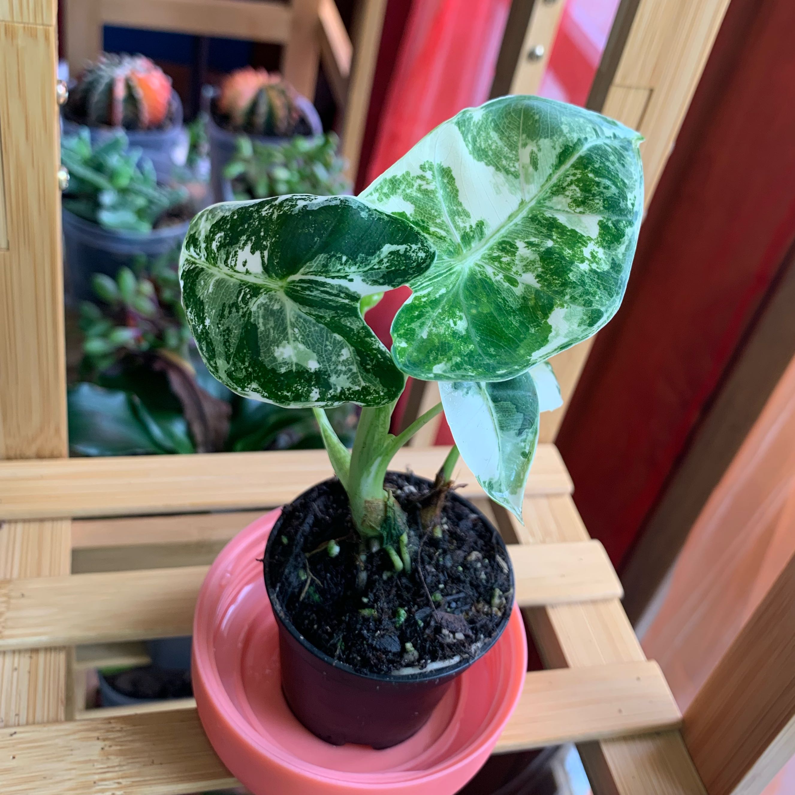 Photo of the plant species Alocasia Frydek by @alexamichelle named Fryloh on Greg, the plant care app