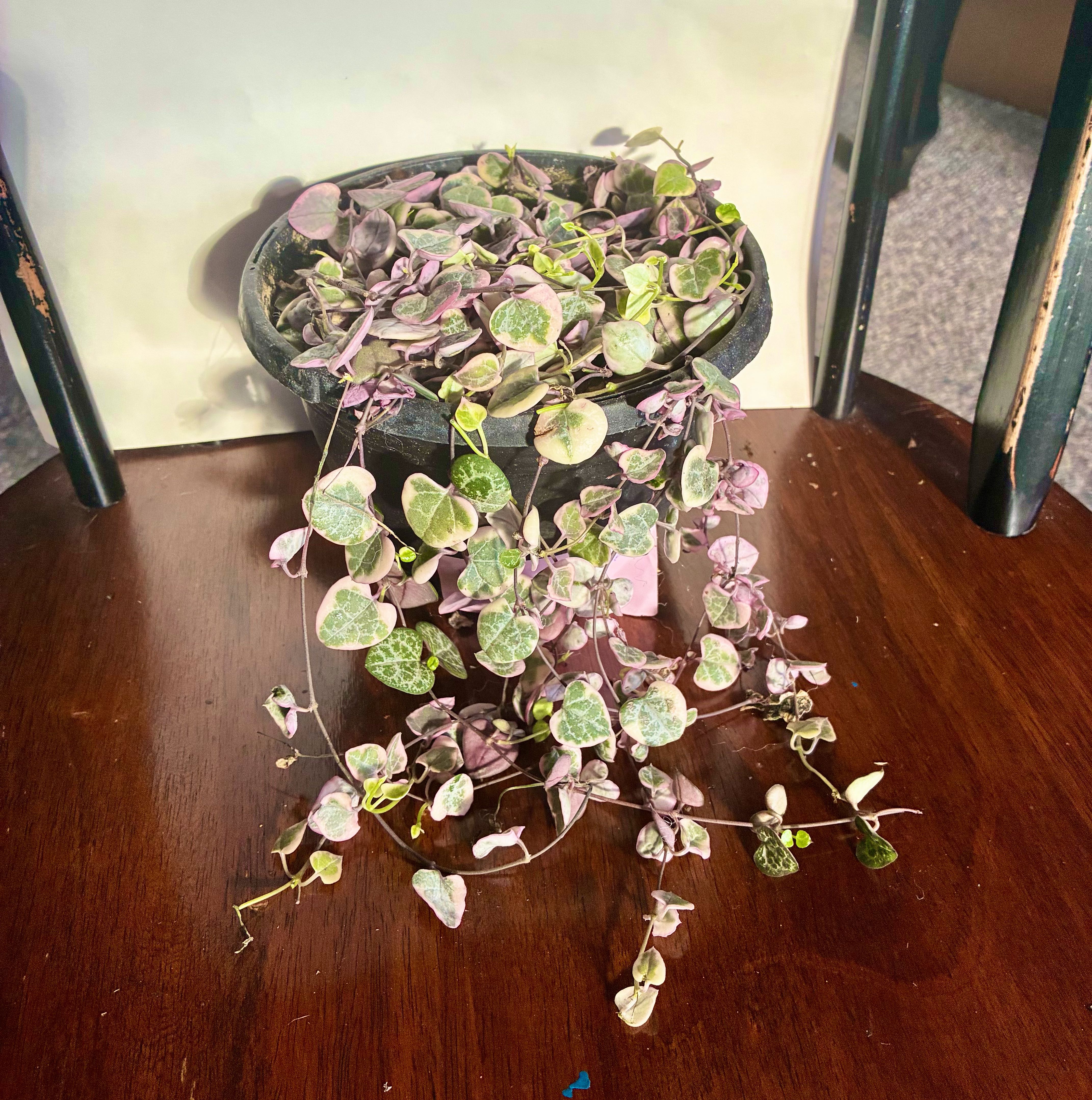 Photo of the plant species variegated string of hearts by @alexamichelle named Daffodoll on Greg, the plant care app