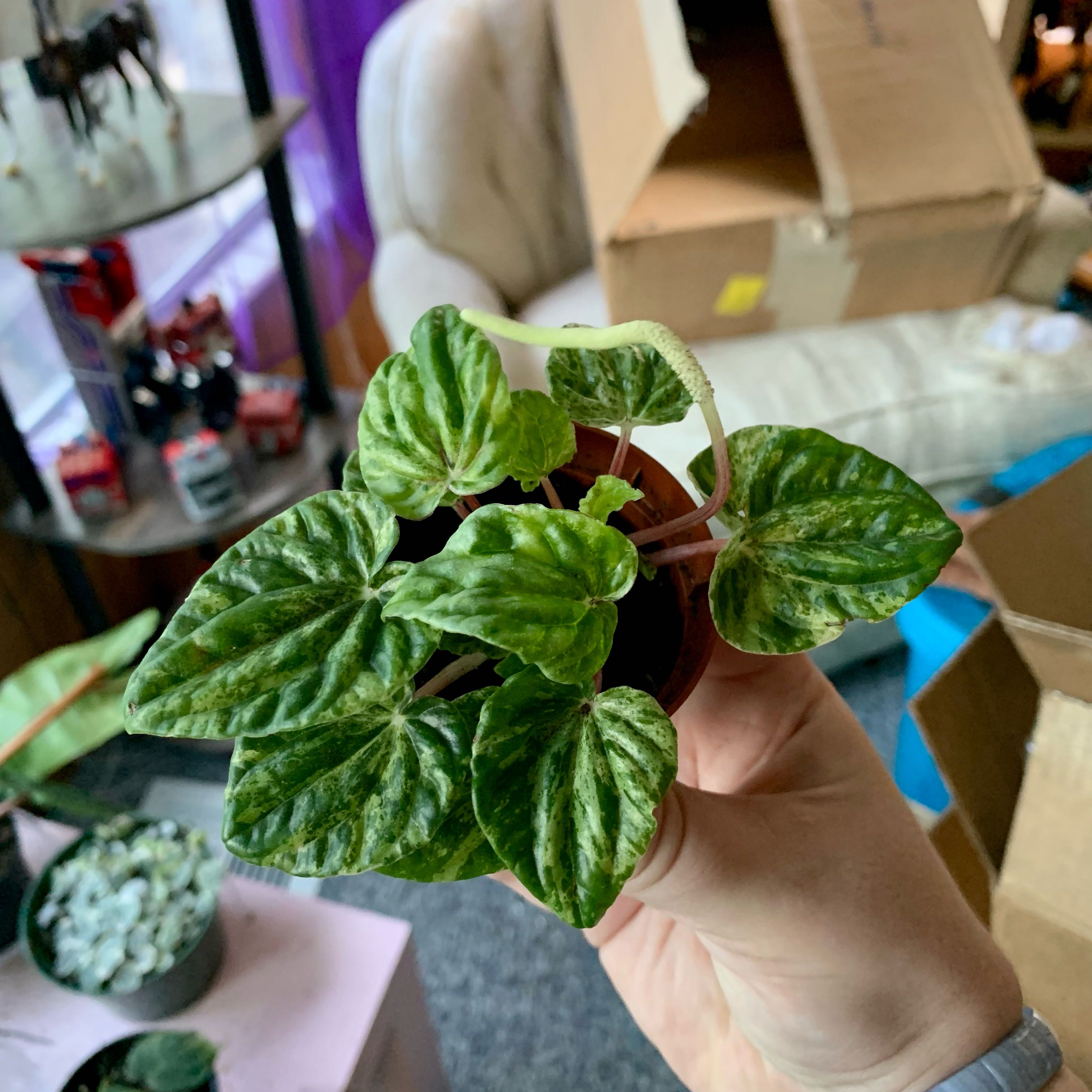 Photo of the plant species Peperomia caperata 'Buenos Aires' by @alexamichelle named Jubilee on Greg, the plant care app