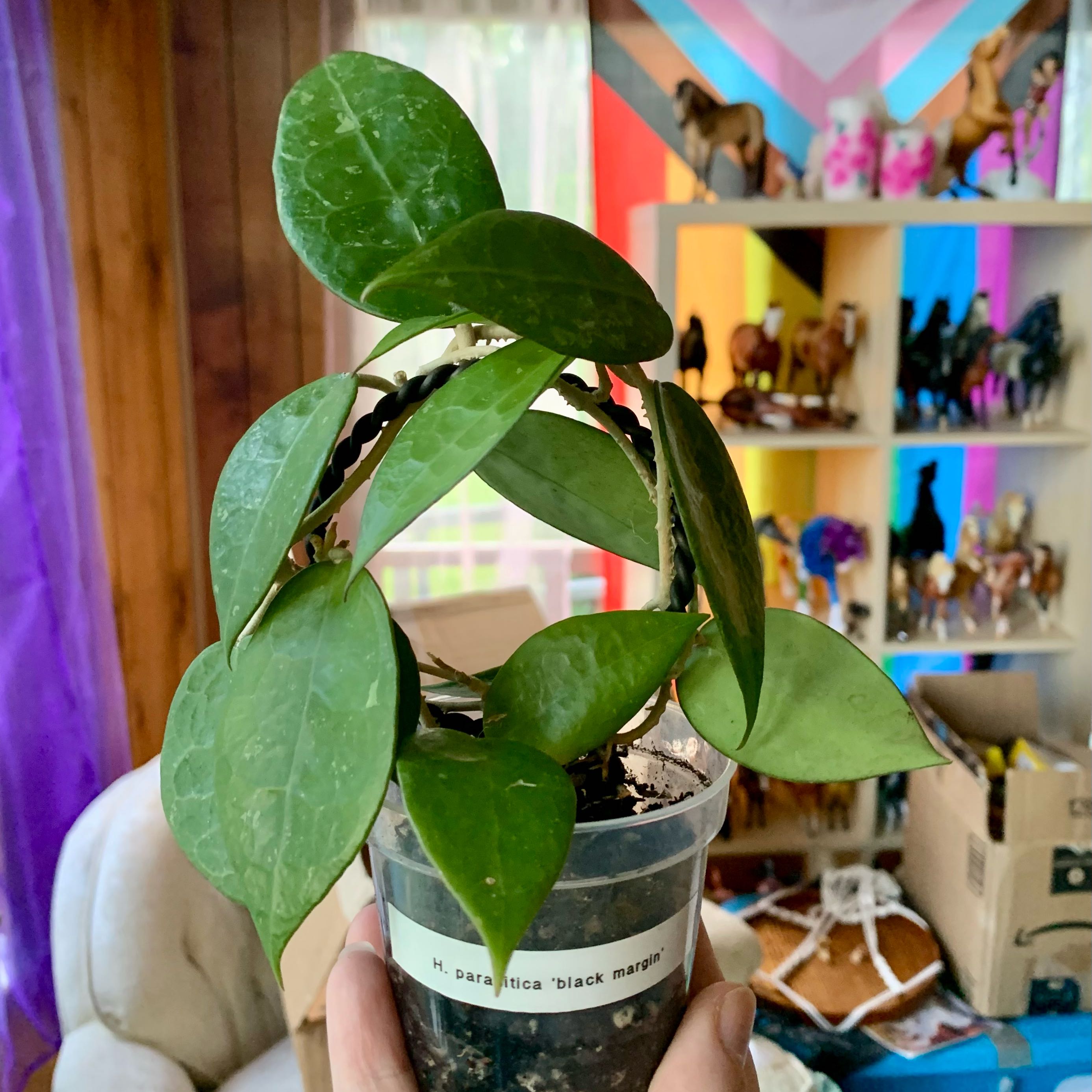 Photo of the plant species Black Margin Hoya Parasitica by @alexamichelle named Atem on Greg, the plant care app