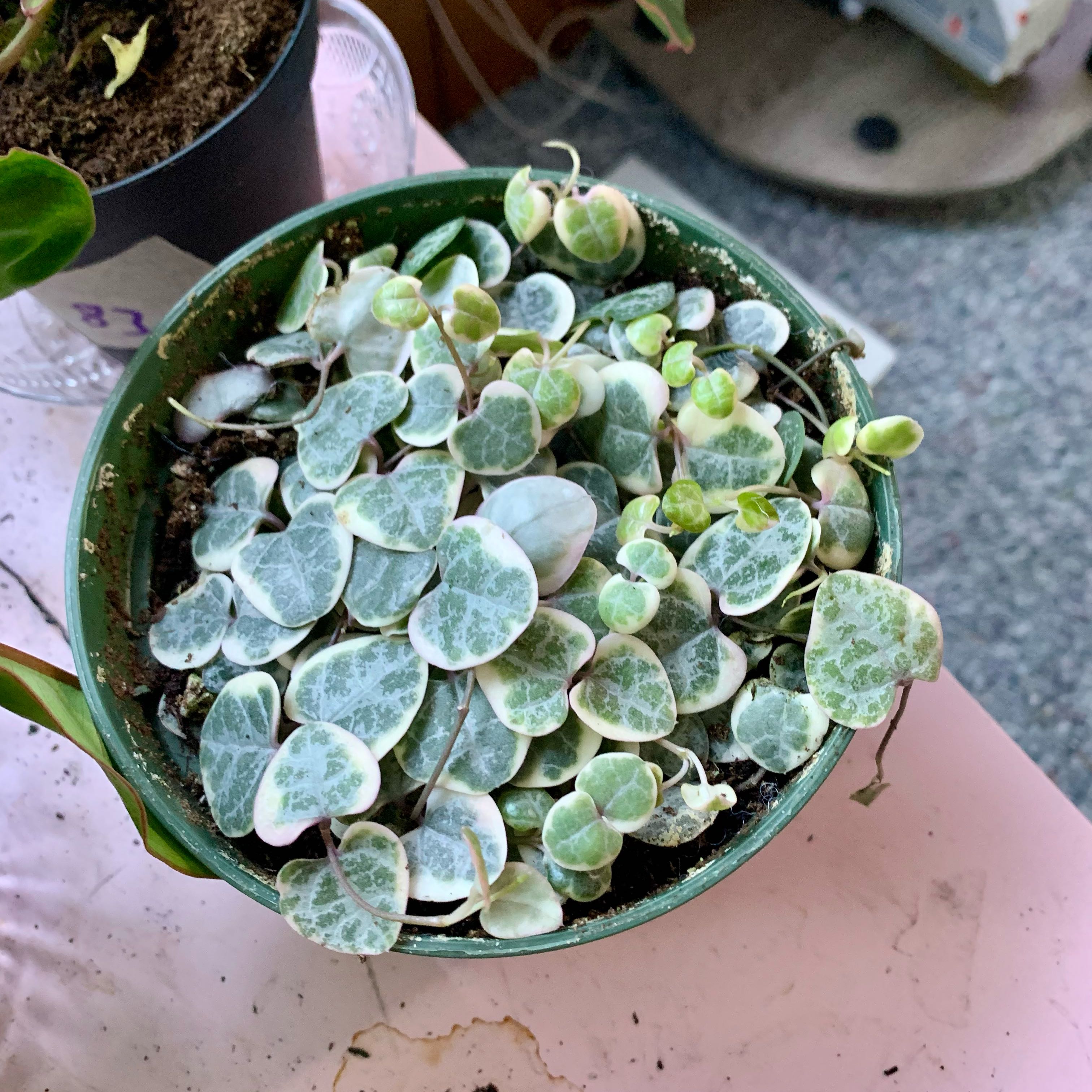 Photo of the plant species variegated string of hearts by @alexamichelle named Francesca on Greg, the plant care app