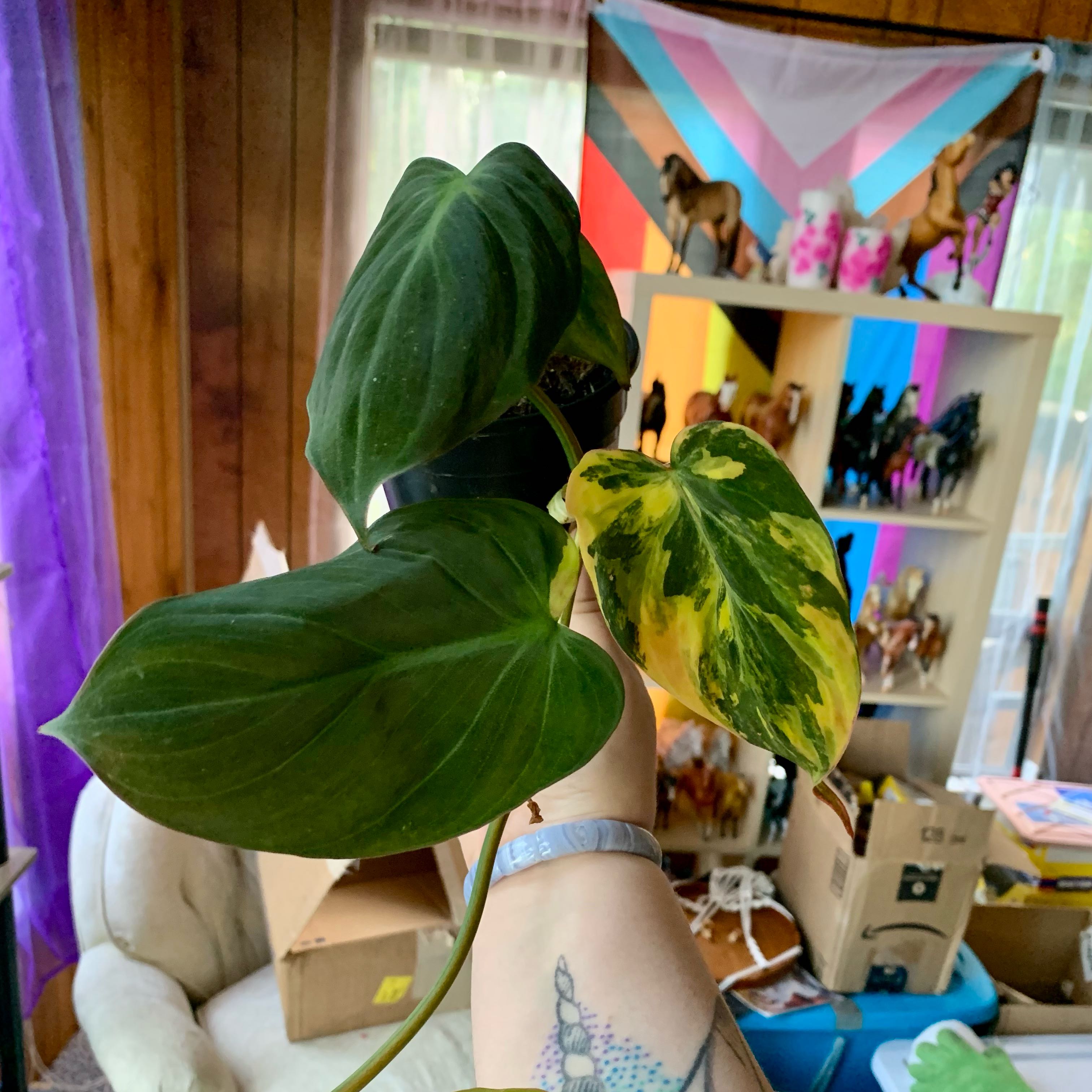 Photo of the plant species Variegated Philodendron Micans Aurea by @alexamichelle named Pippilotta on Greg, the plant care app