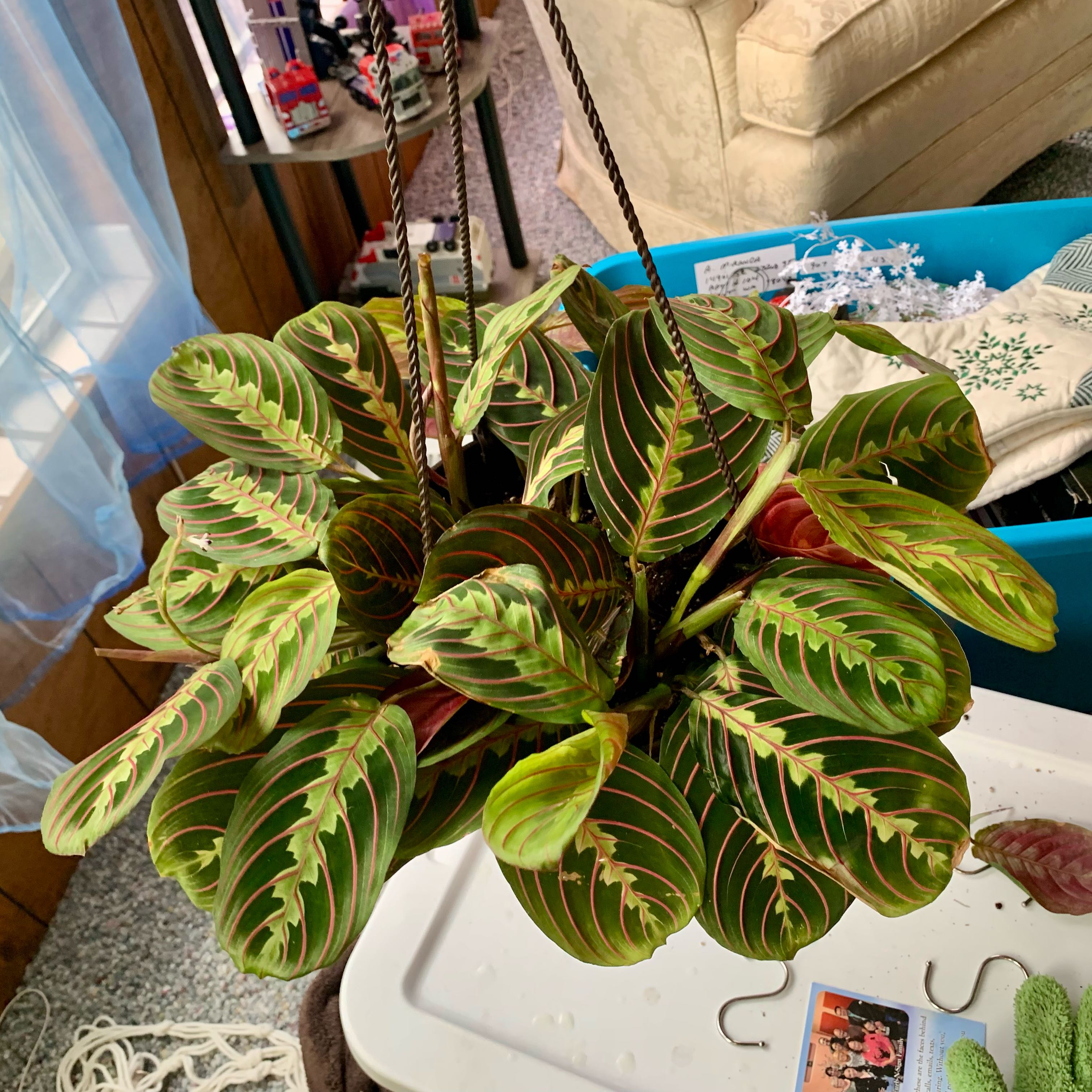 Photo of the plant species Red Calathea by @alexamichelle named Kaylee on Greg, the plant care app