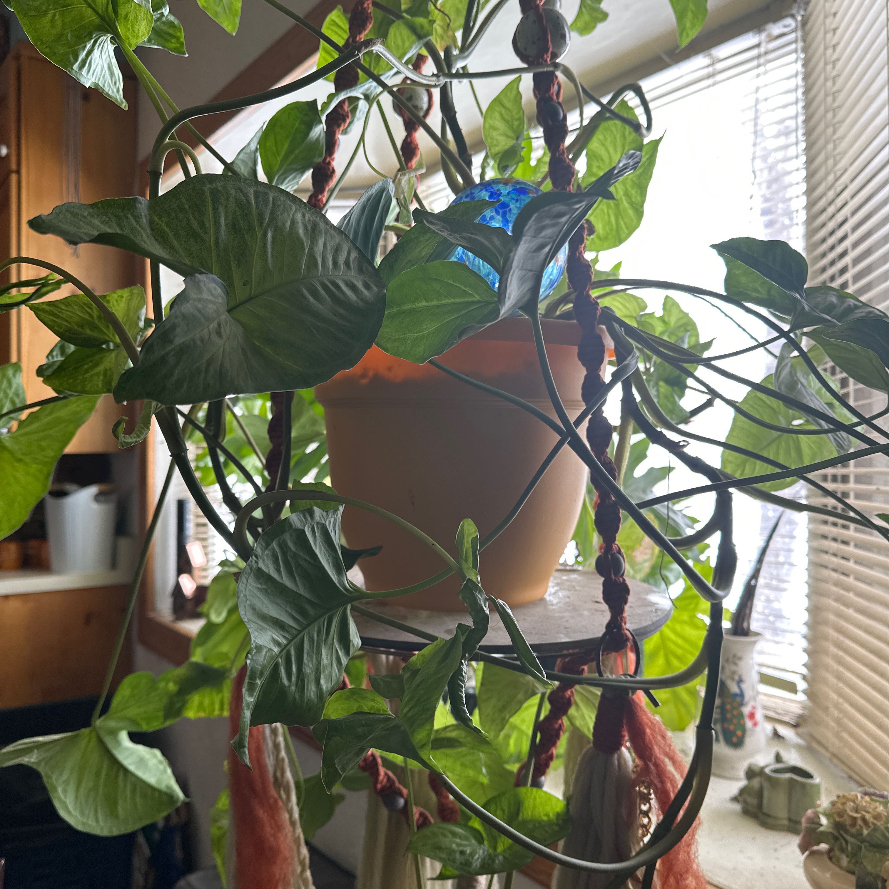 Creamsicle Arrowhead Plant in a hanging pot with healthy green leaves in a well-lit indoor setting.