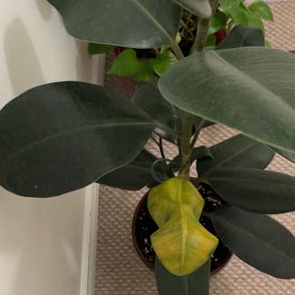 Rubber Plant plant in Pickering, Ontario
