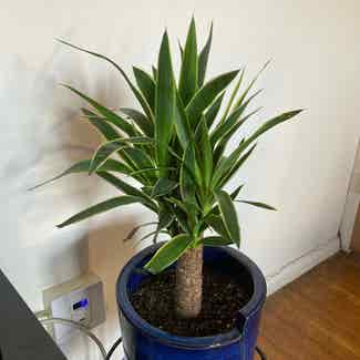 Blue-Stem Yucca plant in Yonkers, New York