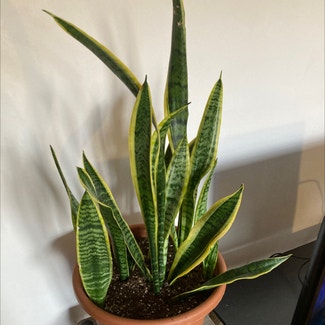 Snake Plant plant in Yonkers, New York