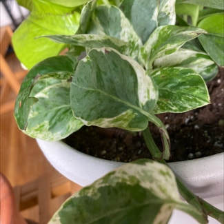 Pearls and Jade Pothos plant in Yonkers, New York