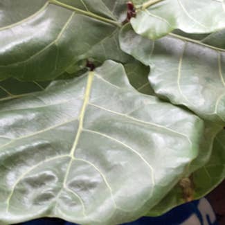 Fiddle Leaf Fig plant in Owego, New York