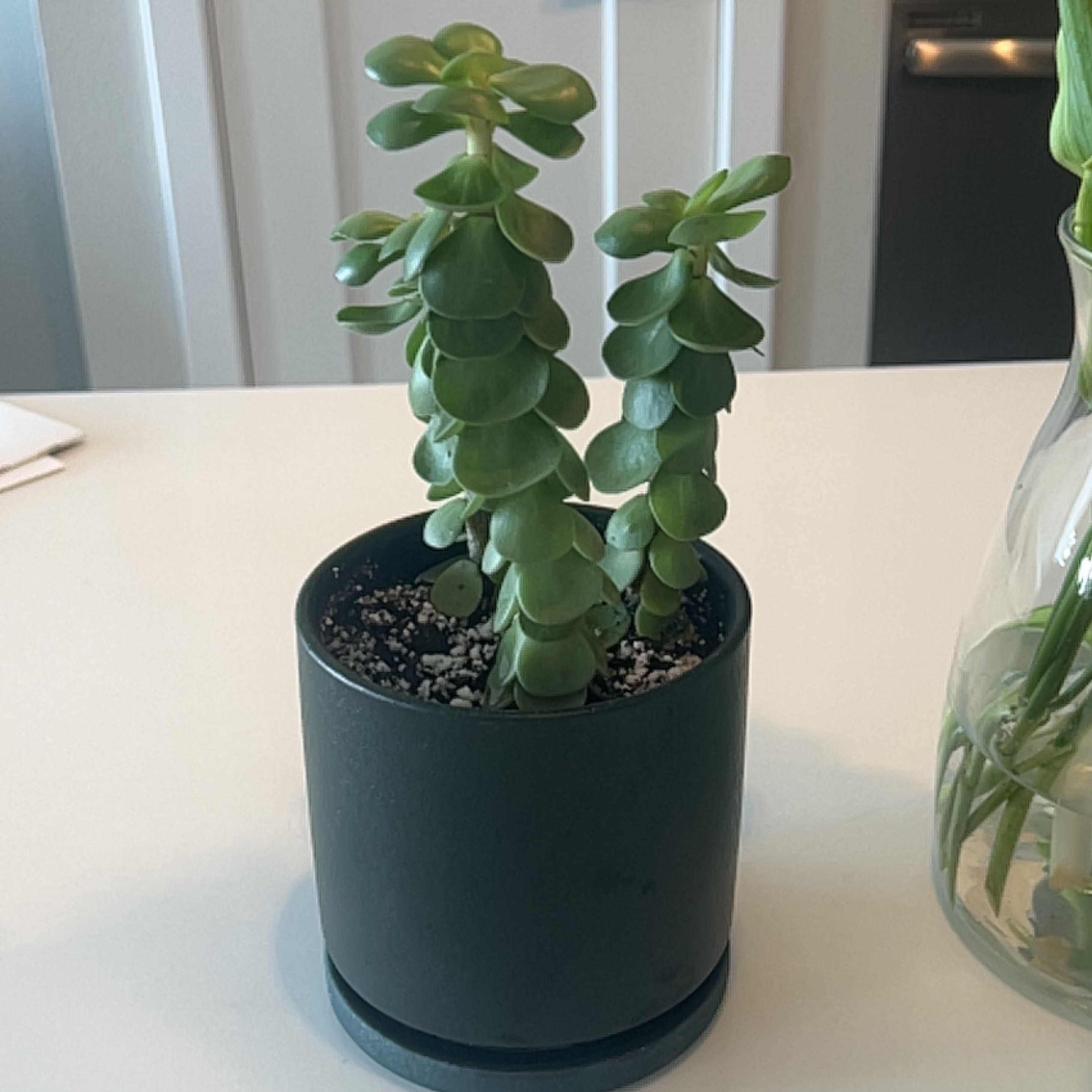 Potted 'Ihi succulent plant with thick green leaves in a black pot.